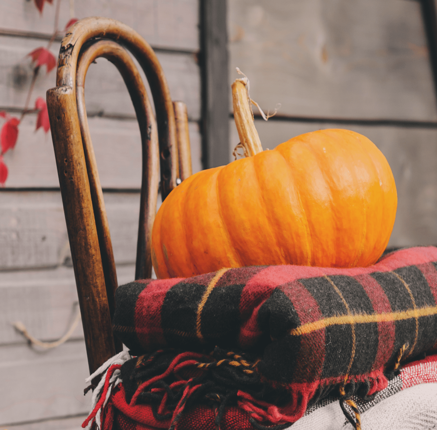 Read more about the article September 2020 Newsletter Article